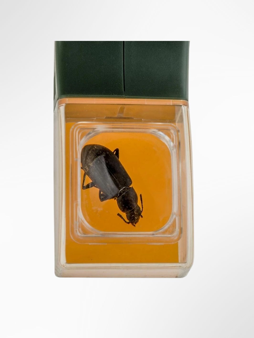 Attrape insectes 2