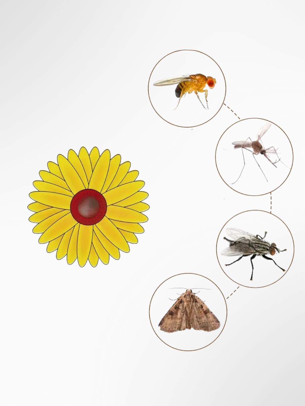 Piège à mouches / moustiques Tournesol (x20) 2