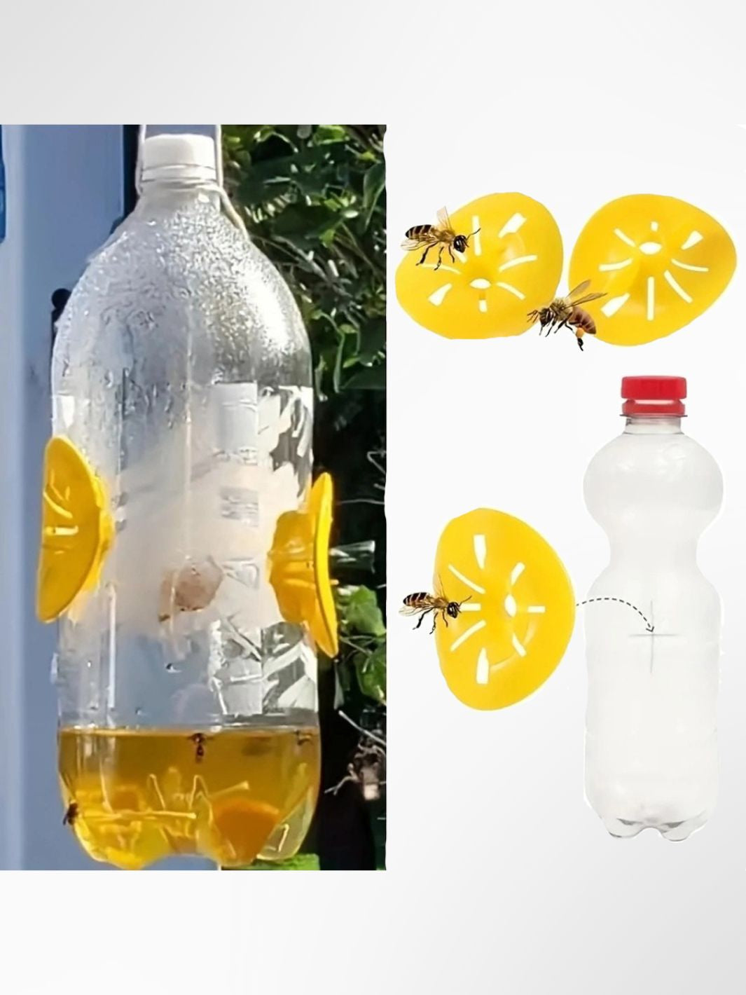 Piège à guêpes bouteille 1